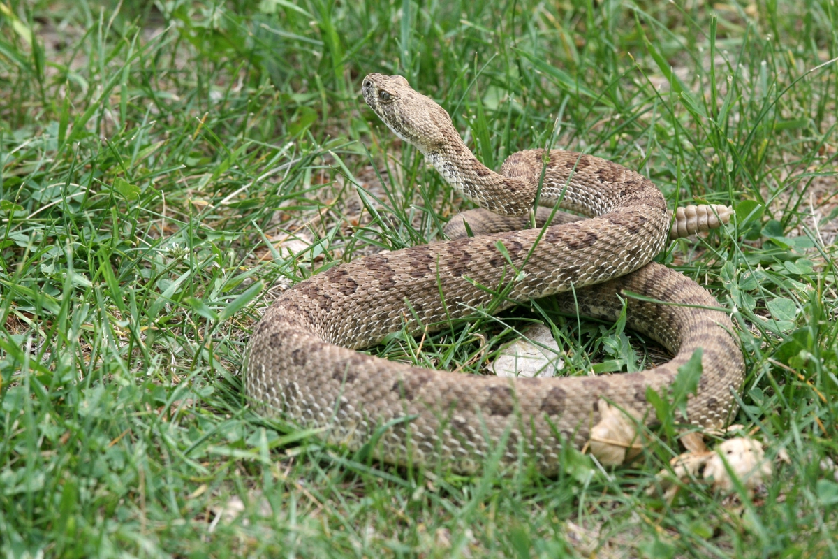 Rattlesnake coiled in green grass